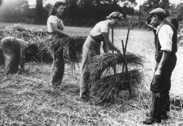 An Image of Land Girls Hay Bundling